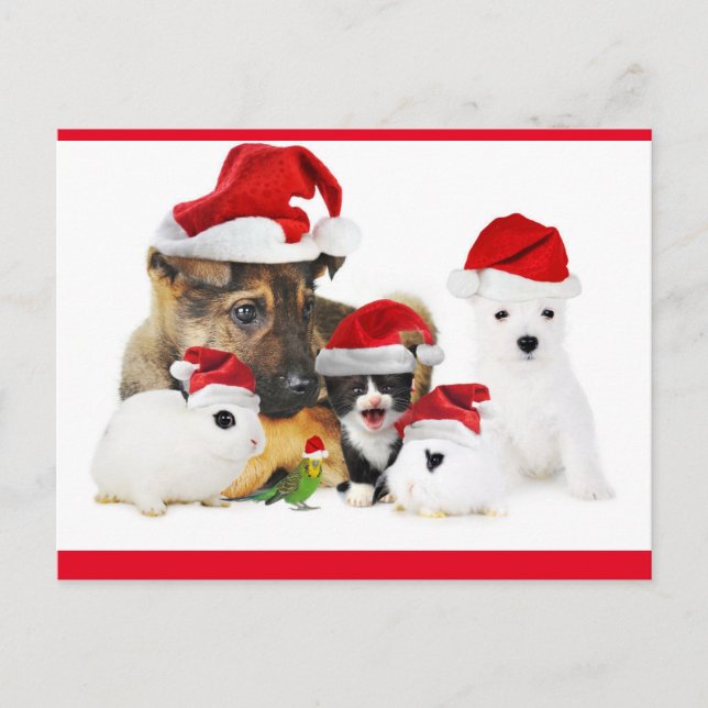 Carte Postale Animaux (Devant)