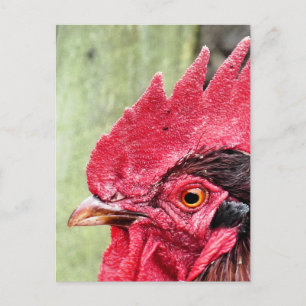CARTE POSTALE ANIMAUX AGRICOLES, ROOSTER