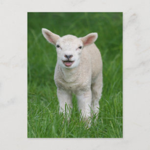 Carte Postale Animaux Bébés les Plus Mignons   Agneau Mignon