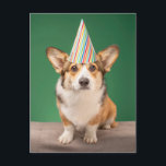 Carte Postale Animaux Bébés les Plus Mignons | Anniversaire de c<br><div class="desc">Cette photo Getty des Animaux Bébés les Plus Mignons présente un Pembroke Welsh Corgi.</div>