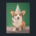 Carte Postale Animaux Bébés les Plus Mignons | Anniversaire de c<br><div class="desc">Cette photo Getty des animaux bébés les plus mignons présente un Pembroke Welsh Corgi.</div>