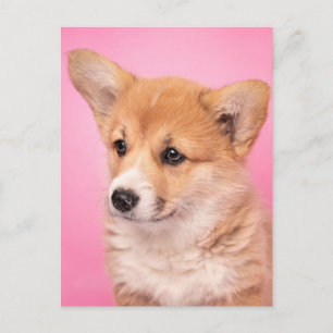 Carte Postale Animaux Bébés les Plus Mignons   Chien Corgi sur F