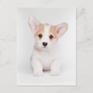 Carte Postale Animaux Bébés les Plus Mignons   Chiot Corgi Blanc