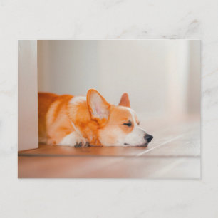 Carte Postale Animaux Bébés les Plus Mignons Corgi Endormi