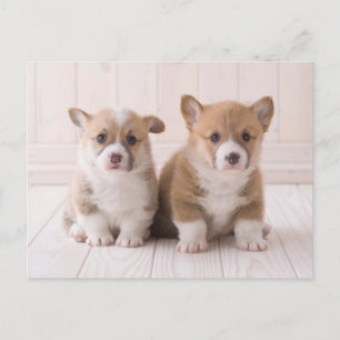 Carte Postale Animaux Bébés les Plus Mignons Deux Bébés Corgis