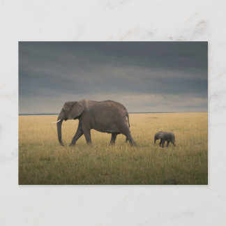 Carte Postale Animaux Bébés les Plus Mignons | Famille d'Éléphan