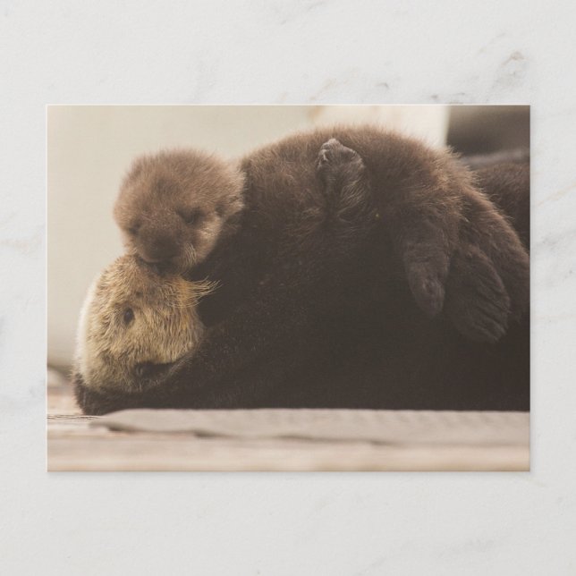 Carte Postale Animaux bébés les plus mignons | Jeune loutre (Devant)