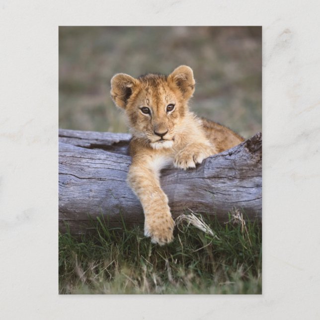 Carte Postale Animaux Bébés les Plus Mignons | Lionceau Mignon (Devant)