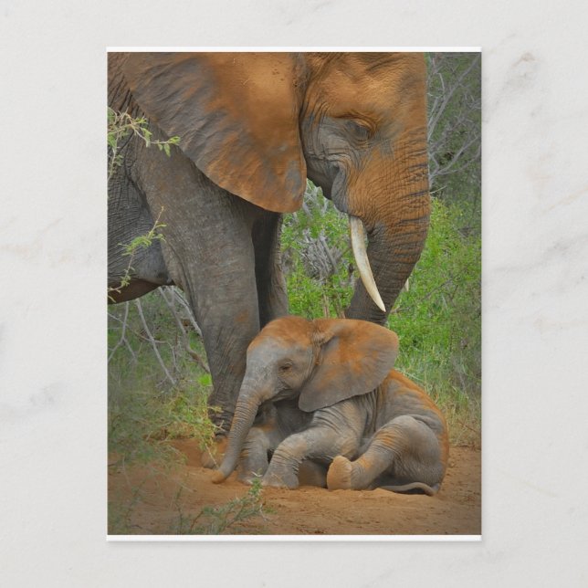 Carte Postale Animaux Bébés les Plus Mignons | Maman Éléphant &  (Devant)