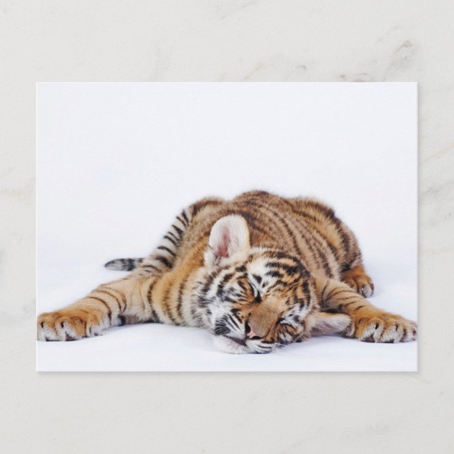 Carte Postale Animaux Bébés les Plus Mignons | Petit Tigre Bébé  (Devant)