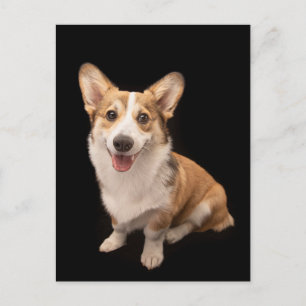 Carte Postale Animaux Bébés les Plus Mignons   Sourire de chiot 