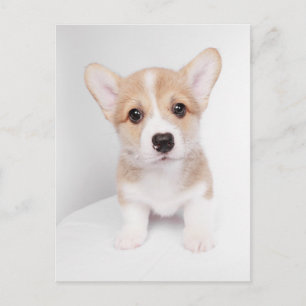 Carte Postale Animaux Bébés les Plus Mignons   Tiny Corgi