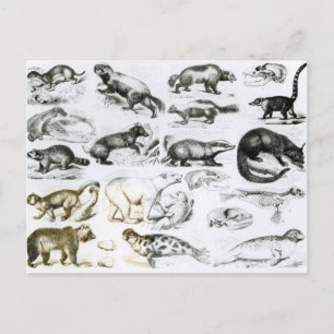 Carte Postale Animaux carnivores