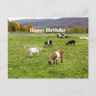 Carte Postale Animaux chèvres pâturage Vermont Photo Anniversair