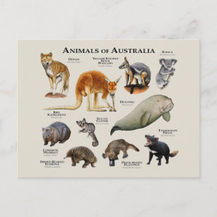 Carte Postale Animaux d'Australie