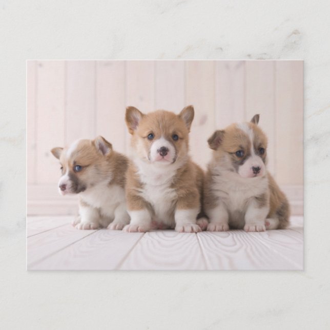 Carte Postale Animaux de bébés cutest | 3 Baby Corgis (Devant)