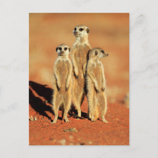 Carte Postale Animaux de bébés cutest | 3 Meerkats