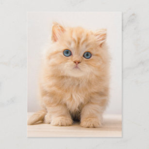 Carte Postale Animaux de bébés cutest   A British Longhair Kitte