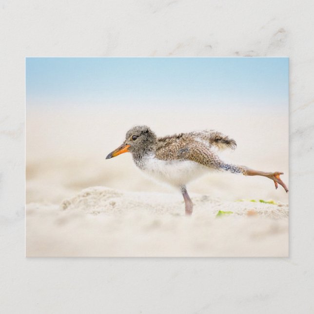 Carte Postale Animaux de bébés cutest | American Oystercatcher C (Devant)