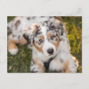 Carte Postale Animaux de bébés cutest Australian Shepherd Pupp