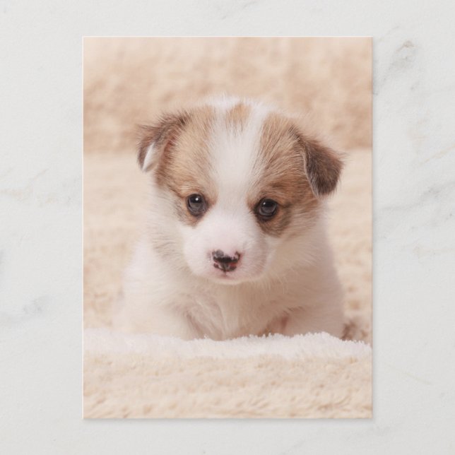 Carte Postale Animaux de bébés cutest | Baby Corgi (Devant)