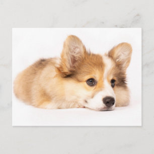 Carte Postale Animaux de bébés cutest   Baby Corgi Portrait de c