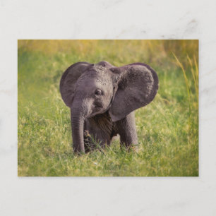 Carte Postale Animaux de bébés cutest   Baby Elephant Kenya Afri