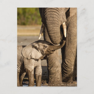 Carte Postale Animaux de bébés cutest   Baby Elephant & Mama