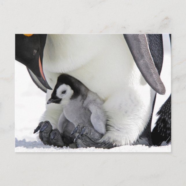Carte Postale Animaux de bébés cutest | Baby Empereur Penguin (Devant)