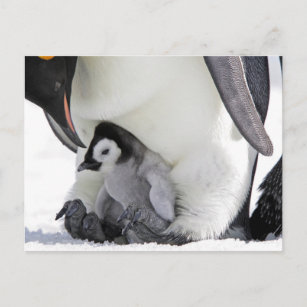 Carte Postale Animaux de bébés cutest   Baby Empereur Penguin