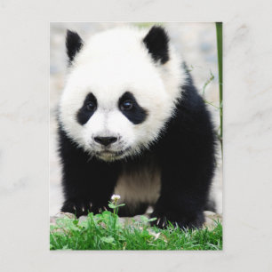 Carte Postale Animaux de bébés cutest Baby Panda Bear