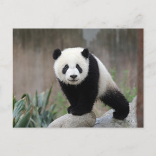 Carte Postale Animaux de bébés cutest Baby Panda géant
