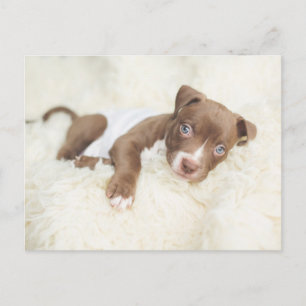 Carte Postale Animaux de bébés cutest   Baby Pit Bull Puppy