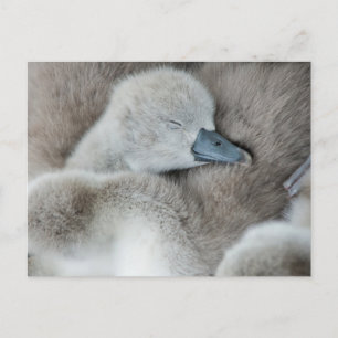 Carte Postale Animaux de bébés cutest   Bébé Mute Swan
