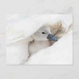 Carte Postale Animaux de bébés cutest   Bébé Mute Swan