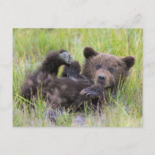 Carte Postale Animaux de bébés cutest   Bébé Ours Brown