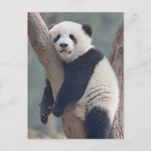 Carte Postale Animaux de bébés cutest   Bébé Panda Ours Dormir