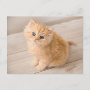 Carte Postale Animaux de bébés cutest British Longhair Kitten