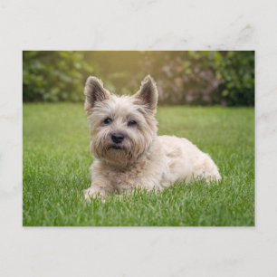 Carte Postale Animaux de bébés cutest   Cairn Terrier Dog
