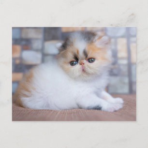 Carte Postale Animaux de bébés cutest   Calico Persian Kitten