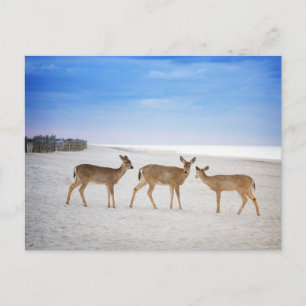 Carte Postale Animaux de bébés cutest   Cerfs sur la plage