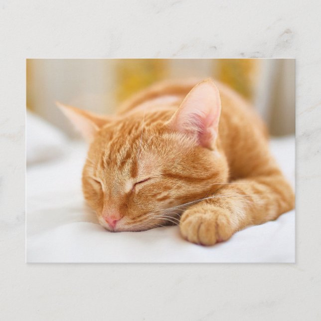 Carte Postale Animaux de bébés cutest | Chat de gingembre dorman (Devant)