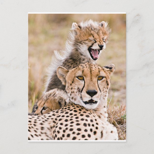 Carte Postale Animaux de bébés cutest | Cheetah Cat & Cub (Devant)