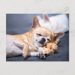 Carte Postale Animaux de bébés cutest   Chihuahua Chig aux cheve