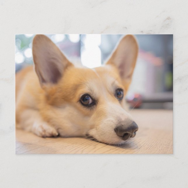 Carte Postale Animaux de bébés cutest | Chiot de Corgi au sol (Devant)