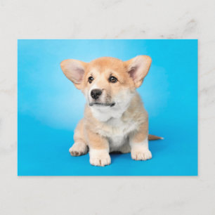 Carte Postale Animaux de bébés cutest   Chiot de Corgi en bleu