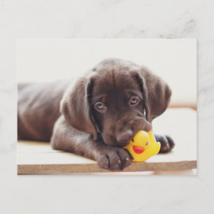Carte Postale Animaux de bébés cutest   Chocolat Labrador Puppy