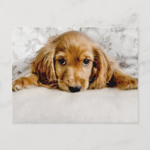 Carte Postale Animaux de bébés cutest   Cocker Spaniel