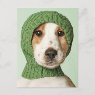 Carte Postale Animaux de bébés cutest   Cocker Spaniel