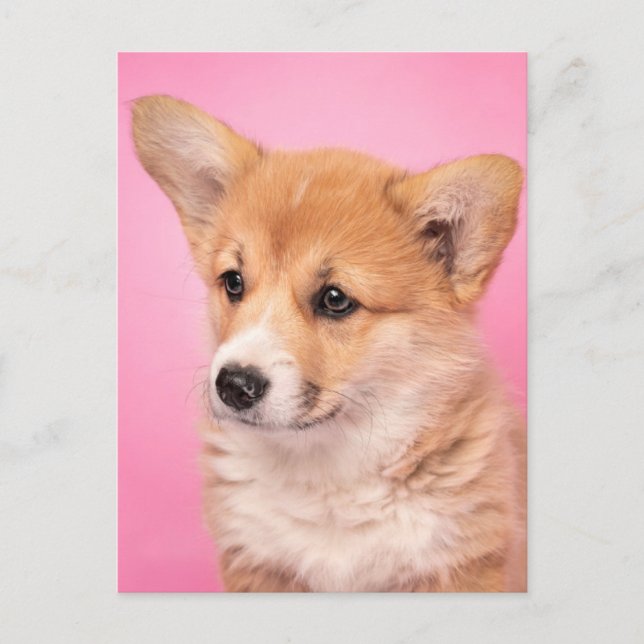 Carte Postale Animaux de bébés cutest | Corgi Chiot rose (Devant)